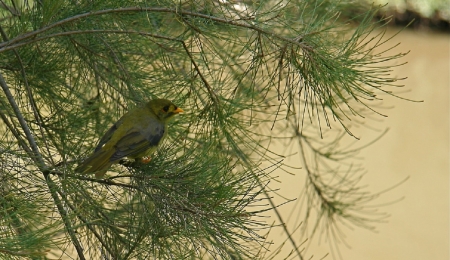 BELLBIRD - beautiful, image, animal, bellbird