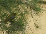 BELLBIRD