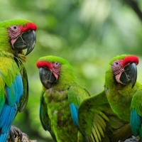 Colored Parrots