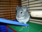 CUTE CHINCHILLA