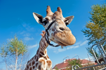 Giraffe - mouth, neck, animals, ears