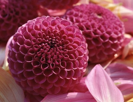 Pink - flower, pink, beautiful, garden