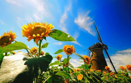 Mill in sunflowers field - sunflowers, summer, beautiful, mill, field, sky