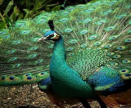 FEATHERS - peacock, green, feathers, blue