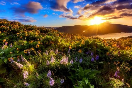 Mountain sunrise - sunlight, beautiful, sunshine, sunrise, mountain, wildflowers, glow, rays, field, sky