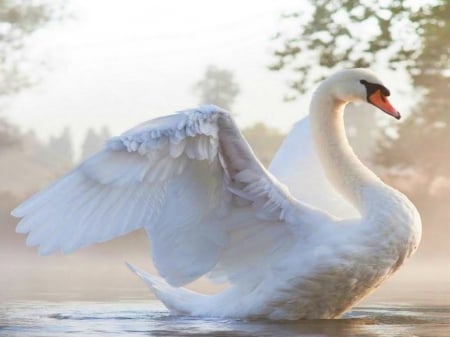 Single swan - white, beauty, swan, mist