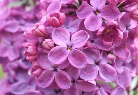 purple lilac flowers