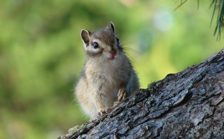 chipmunk - chipmunk, animal, branch, rodent