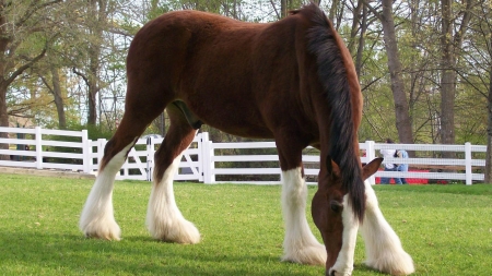 clydesdale - tree, paddock, horse, clydesdale