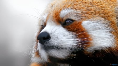 Red Panda - Red, fauna, animal, Panda