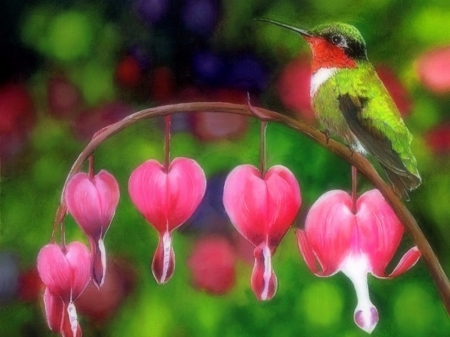 Bleeding Hearts - animals, summer, spring, love four seasons, hummingbird, colors, paintings, flowers, birds