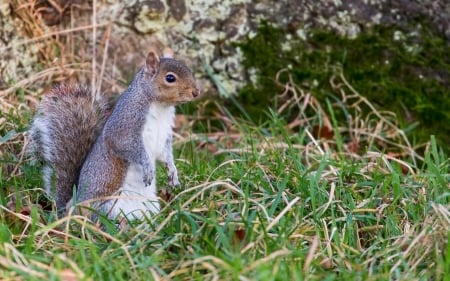 in the grass - tree, animal, squirrel, grass