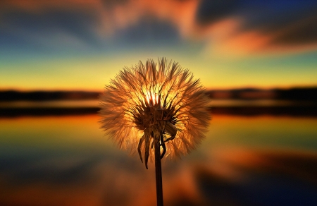 Dandelion in the Sunset - flowers, sunset, photography, sun