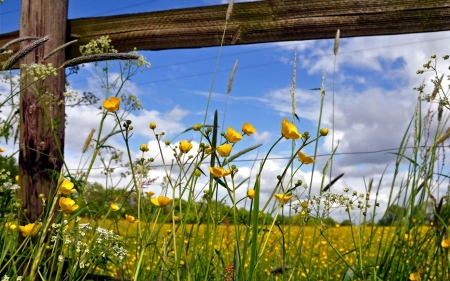 Flowers at the Fence - pretty, Fence, Nature, Flowers