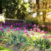 Pink Tulips