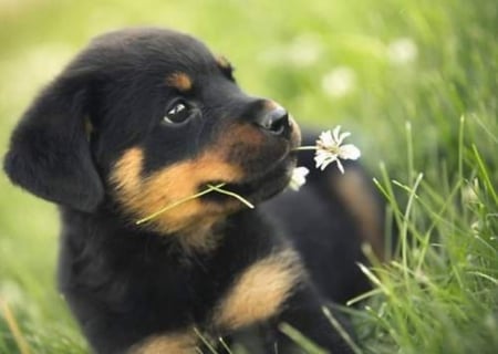 ღ❤ღ - cute, dog, animal, beautiful