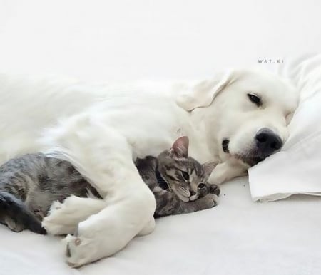 áƒ¦â¤áƒ¦ - cat, dog, beautiful, animal, cute