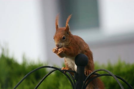 Squirrel - nut, cute, fence, garden