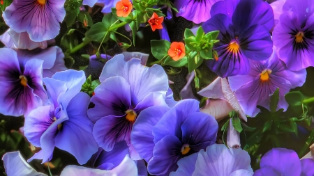 Pansies - blossoms, blue, garden, spring, petals