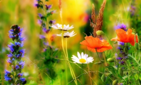 Summer Flowers - blossoms, petals, colors, poppies, daisies