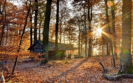 sunbeams on a forest log cabin in fall hdr - autumn, sunbeams, hdr, forest, log cabin, leaves