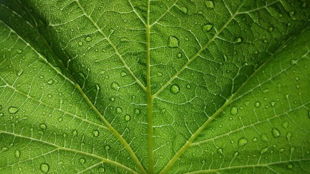 vine leaf - vine, nature, leaf, green