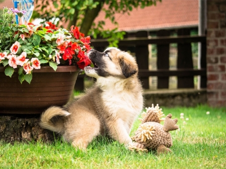 Just A Little Bite - adorable, puppy, biting, toy, flowers