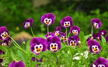 flowers - purple, flowers, funny, pretty