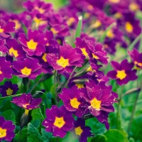 purple flowers