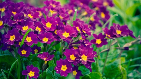 purple flowers - purple, wallpaper, gardens, flower