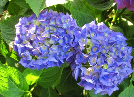 Hydrangea - summer, blue, green, flower, hydrangea, vara