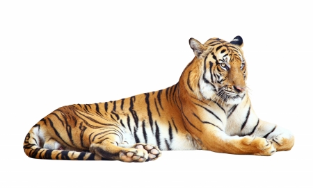 Tiger - white, animal, orange, tiger, big cat