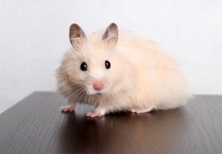 Hamster - cute, rodent, animal, hamster