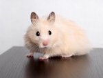 Hamster