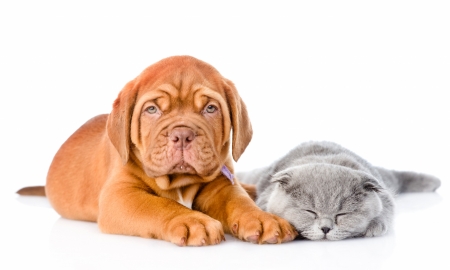 Cuties - puppy, couple, pisica, kitten, white, caine, grey, dog, oragne, animal, cute