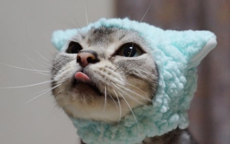 Funny kitten - pisica, animal, funny, kitten, hat, cat, blue