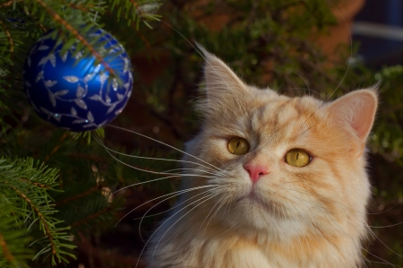 Christmas cat - blue, ball, ginger, beauty, tree, cat, christmas, pisica, animal, craciun