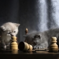 chess mat áƒ¦â¤áƒ¦