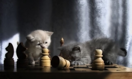 chess mat áƒ¦â¤áƒ¦ - beautiful, cat, animal, cute