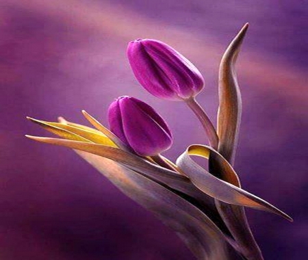 Flower buds - pretty, flowers, purple, buds