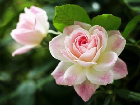 Rose - pretty, two, rose, lovely, pink