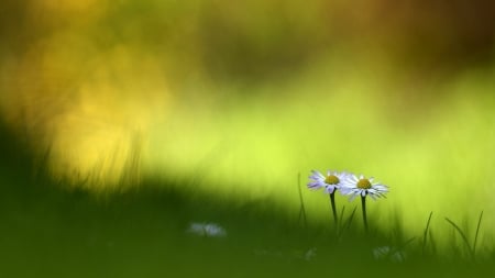 Two - daisies, field, meadow, nature