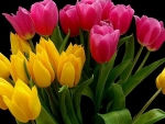 Beautiful Tulips