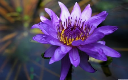 Water lily - flowers, water lily, nature, purple