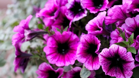 pretty in pink - pretty, flowers, pink, garden