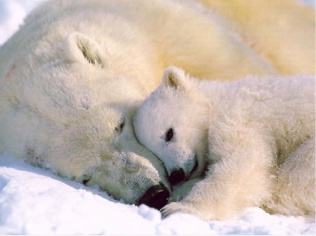 mothers love - bears, baby, mama, animals