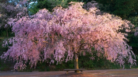 The Bloom of Cherry Blossoms - nature, blossoms, japan, sakura, cherry, tree, japanese, flowers