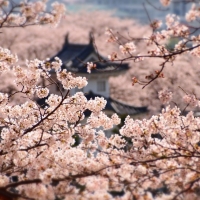 Himeji Castle