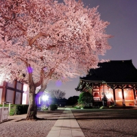 Sakura Temple