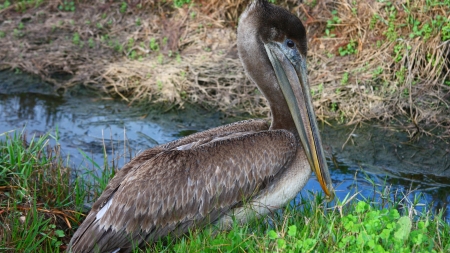 grey pelican - pelican, bird, stream, grass